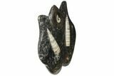 Fossil Goniatite & Orthoceras Sculpture - Morocco #111027-1
